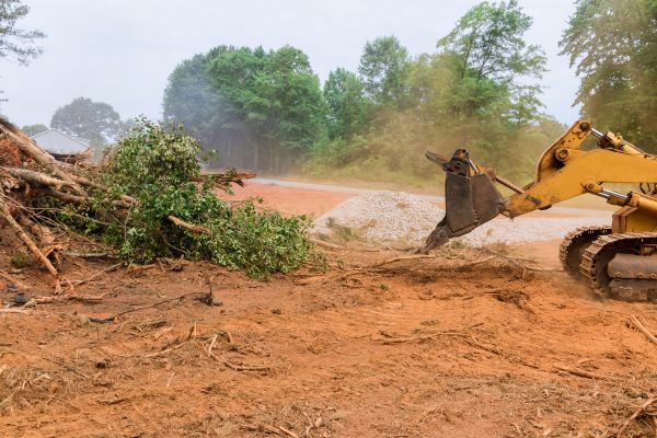 Ground Clearing in Harlingen
