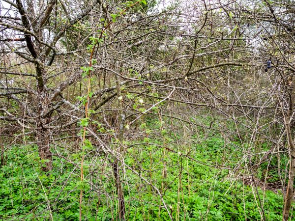Underbrush Clearing in Harlingen