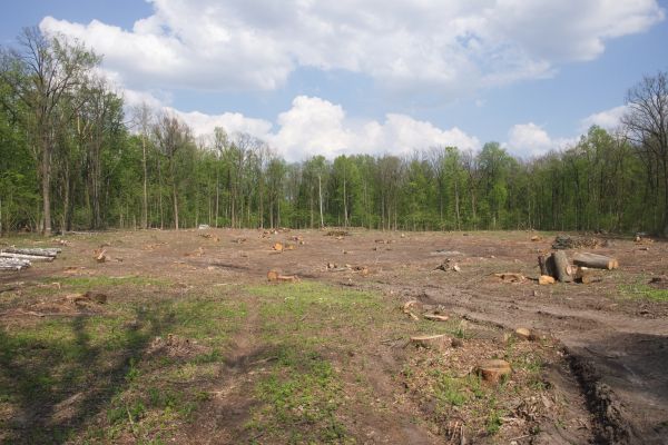 Pasture Clearing in Harlingen