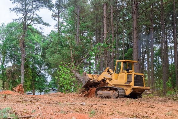 Forest Thinning in Harlingen