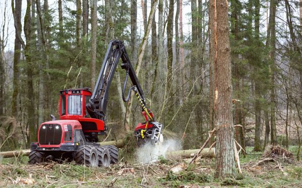 Forest Clearance Service in Harlingen