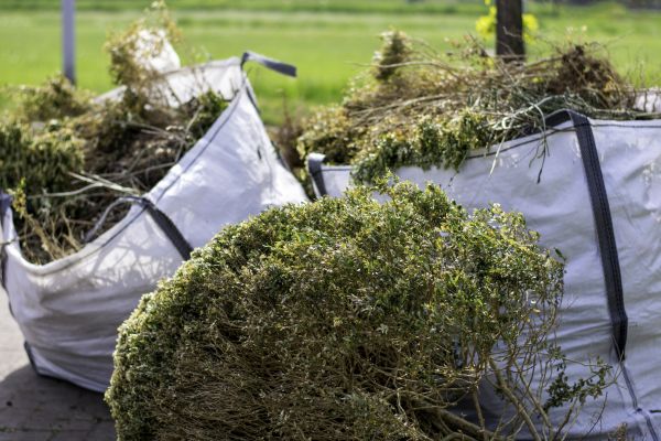 Cost of Bushes Clearing in Harlingen