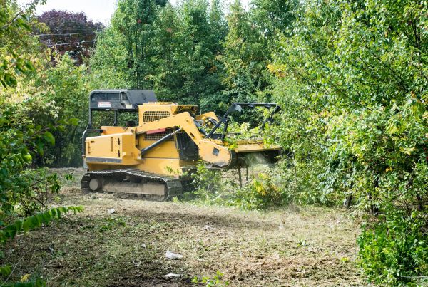 Pathway Clearing in Harlingen