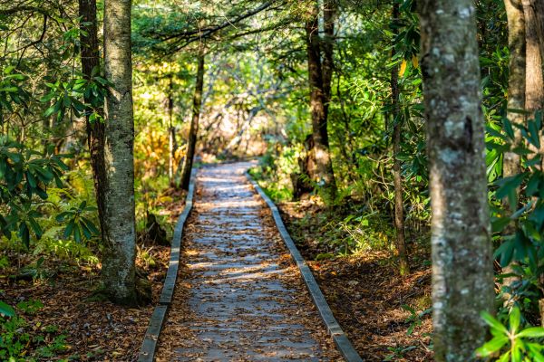 Cost of Trail Clearing in Harlingen